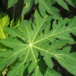 How Can Stevia Leaf Be Advised For People Suffering From Diabetes And High BP?