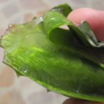 Diet Tips for Balancing Vata Dosha