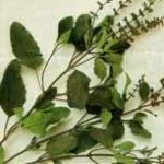 Ayurveda Focus as Preventive Therapy