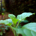 2 Best Essential Oils For Joint Pains
