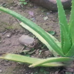 Essentials Of GLA For Naturally Beautiful Skin!
