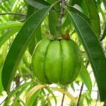 Viral Fever Remedies At Home