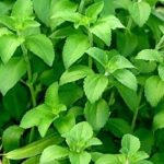 Joint Pains? Use Pain Relief Oil