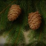 Natural Remedies And Herbs Help Reduce Air Pollution