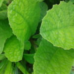 Natural Remedies And Herbs Help Reduce Air Pollution