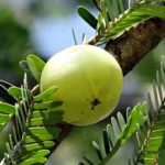 4 Amazing Herbal Essential Oils For Bad Smell From Mouth