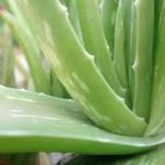 Take more #onion for #cough relief!