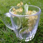 2 Healing Herbs – Punarnava And Ashwagandha