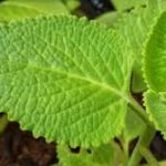 How Turmeric Could Help In Asthma?
