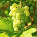 Tulsi – The Herb With Amazing Health Benefits