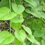 Things To Check Before Buying Natural Health Products