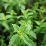 Gotu kola : Herb That Helps to Relieve Stress