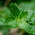 12 AMAZING NATURAL REMEDIES FOR EAR INFECTION