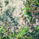 ‘Organic Herbal Fabrics’ Offer Skin Fortifying & Wellness Enhancing Properties